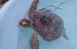 Tortues Kélonia 