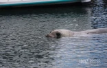 Elephant de mer à Sainte-Marie