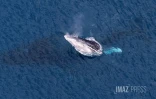 baleines septembre 2023