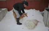 Nukappiaaluk Hammeken et ses chiots à Ittoqqortoormiit, le 27 avril 2024