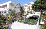 Arbre