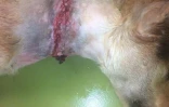 Tchoupie blessée par un collier étrangleur