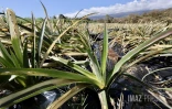 Garance : La Réunion, l'île en phase de sauvegarde