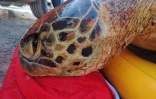 Kelonia : trois tortues ont perdu la vie, les recherches se poursuivent