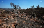 Feu du Maïdo