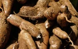 Manioc