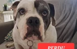 Une récompense de 1000 euros pour retrouver Georgette, une chienne disparue à l'Etang-Salé
