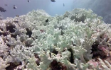  blanchissement du corail