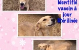 Association RPA (adoptions) 