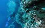  blanchissement du corail