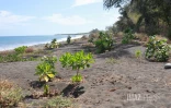 Réhabilitation de la plage de Cambaie