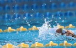 Championnat de natation de La Réunion