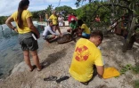 Opération vétérinaire pour les tortues de Kélonia