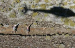 Grand Raid 2006