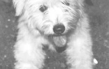 Cagnotte leetchis association Droit de cite protection animaux chiens