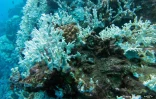 Blanchissement corail