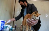 Un vétérinaire soigne un chat blessé dans un refuge de secours pour animaux errants, le 16 janvier 2022 à Bagdad, en Irak
