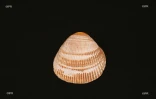 Coquillages