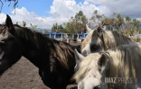 cyclone garance chevaux 