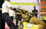 séminaire canin police 2025 