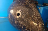 Kélonia : le cadavre d'une tortue verte récupéré au large du Cap Lahoussaye