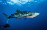 Rencontre plongeur et requin baleine