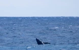 Une baleine et son petit observés au large de Saint-Leu