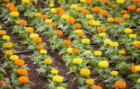 Florilèges 2015