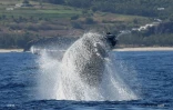 baleines 
