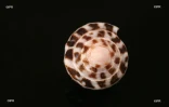 Coquillages