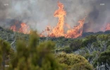 Incendie au Maïdo : la fumée visible de loin 