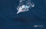 baleines septembre 2023