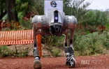 Chien robot, Technologies
