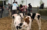 Sicalait : plein succès pour la première Fête du Lait 