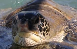 Tortues Kélonia