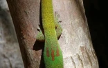 Gecko Madagascar