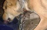 Tchoupie blessée par un collier étrangleur