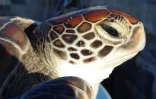 Tortue verte sauvée à Grand Bois par Kélonia 