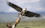 Un jeune aigle pêcheur prend son envol au cours d'un exercice de réhabilitation après avoir été soigné pour des blessures au sanctuaire de Soysambu, le 17 avril 2024 à Nakuru, au Kenya