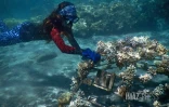 bouturage de coraux avec Ecorécif