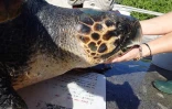 Kélonia : la tortue Evelyne remise en liberté