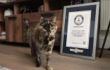 Flossi, le chat le plus vieux du monde vient de fêter ses 30 ans