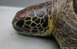 Sauvetage tortue May Lee