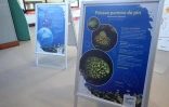 Kélonia : une exposition pour découvrir les poissons de La Réunion 