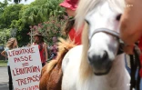 Chevaux