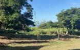 Saint-Pierre : des pyé d'boi pour le parc urbain de Casabona