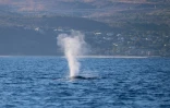 Belle moisson de caudales de baleines à Saint-Gilles