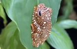 Photo d'une jeune grenouille volante de Wallacenon au zoo Tiergarten Schoenbrunn à Vienne, en Autriche. Image distribuée par le Tiergarten Schoenbrunn le 12 octobre 2023 ( Tiergarten Schönbrunn / Samantha CLOER )