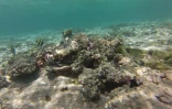 Découverte lagon