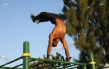 Championnat régional street workout au Port, bek la barre 
